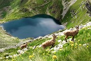 69 Gli altri stambecchi brucano tranquilli tra le genziane sopra il Lago Moro